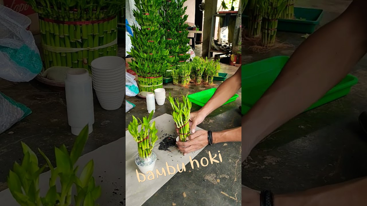 souvenir bambu hoki | sri rejeki