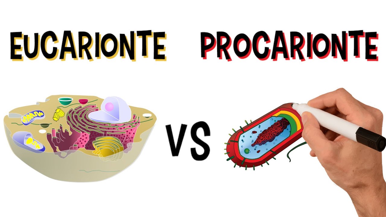 QUAIS AS PRINCIPAIS DIFEREN&Ccedil;AS ENTRE AS C&Eacute;LULAS EUCARIONTES E PROCARIONTES?