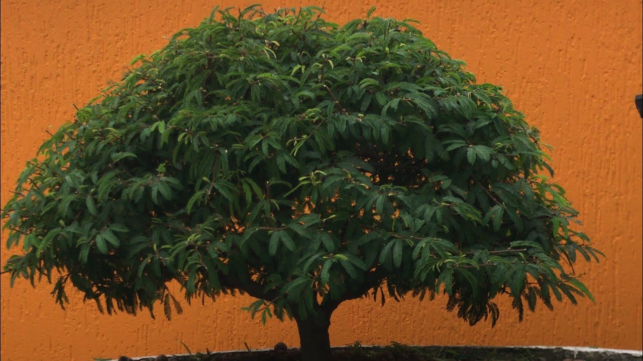 COMO FAZER BONSAI DE AZALÉA COM + 65 ANOS DE IDADE | LONGÃO