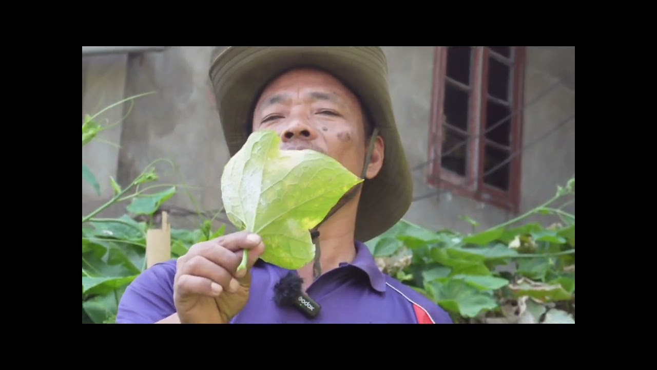 Iskut,Maian,Fanghma Vutbuak Natna leh Rannung var(White flies )Organic hmanga ven leh Enkawl dan