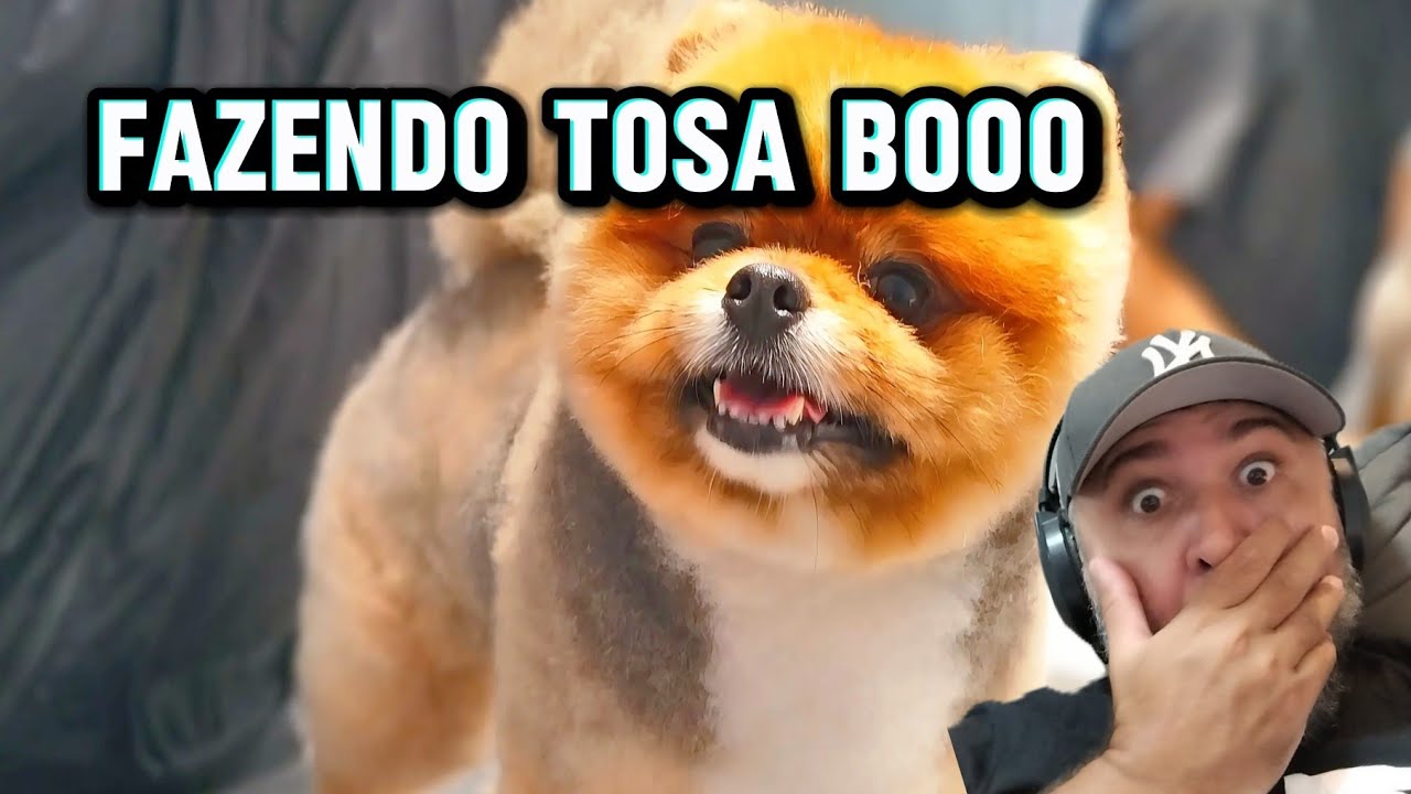 A famosa Tosa Boo é proibida do spitz 