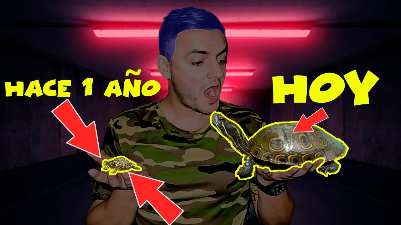 EL INCREÍBLE CRECIMIENTO DE MIS TORTUGAS