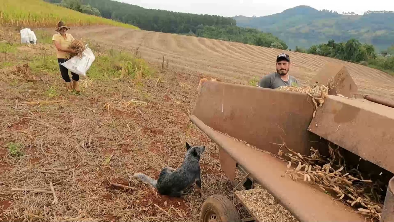 Batendo soja com o batedor Nogueira para semente caseira. Ep.08