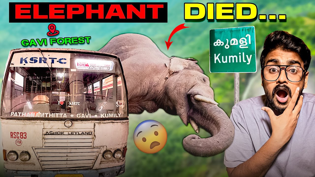 Автобусные путешествия KSRTC по Керале 💔 Покойся с миром, слон 🐘 Лес GAVI | Обзор автобуса на там...
