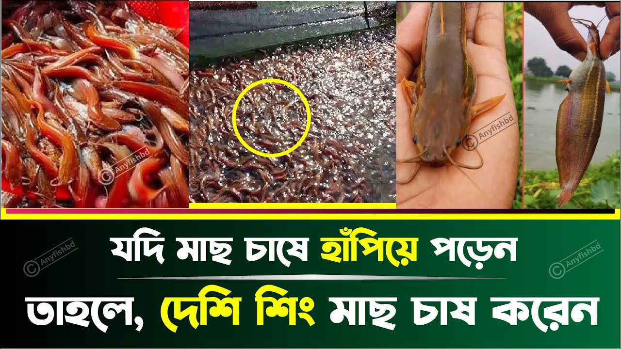 দেশি শিং মাছ চাষে সঠিক নির্দেশনা || A proper guide to desi shing fish farming || Any Fish BD