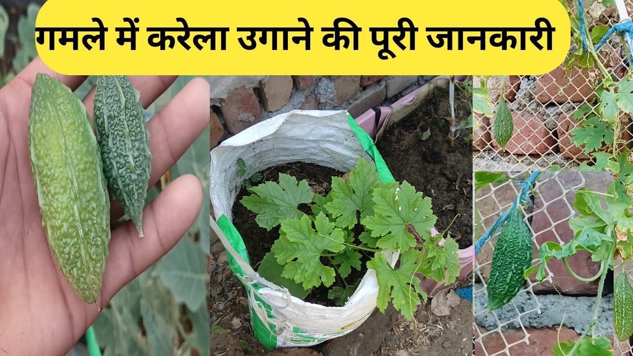 गमले में करेला उगाने की पूरी जानकारी