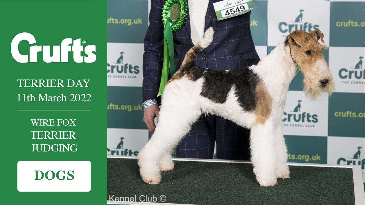 Crufts 2022 Wire Fox Terrier Judging - Dogs