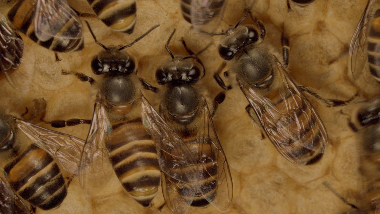 My Bee Friends: A Nature Documentary