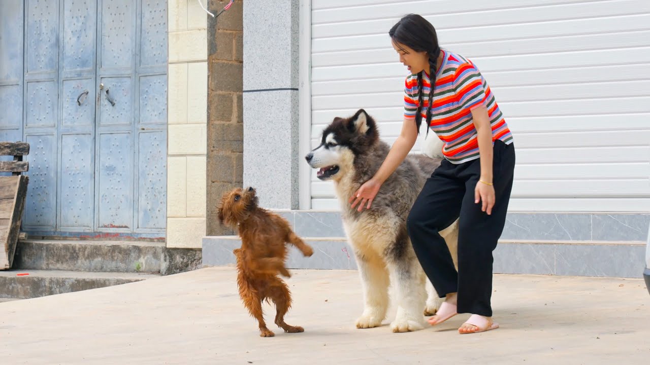 来福不好好洗澡到处乱跑，只好请出好哥哥大王上前要他回家 Laifu doesn't take a bath obediently, so we ask Dawang to take him home