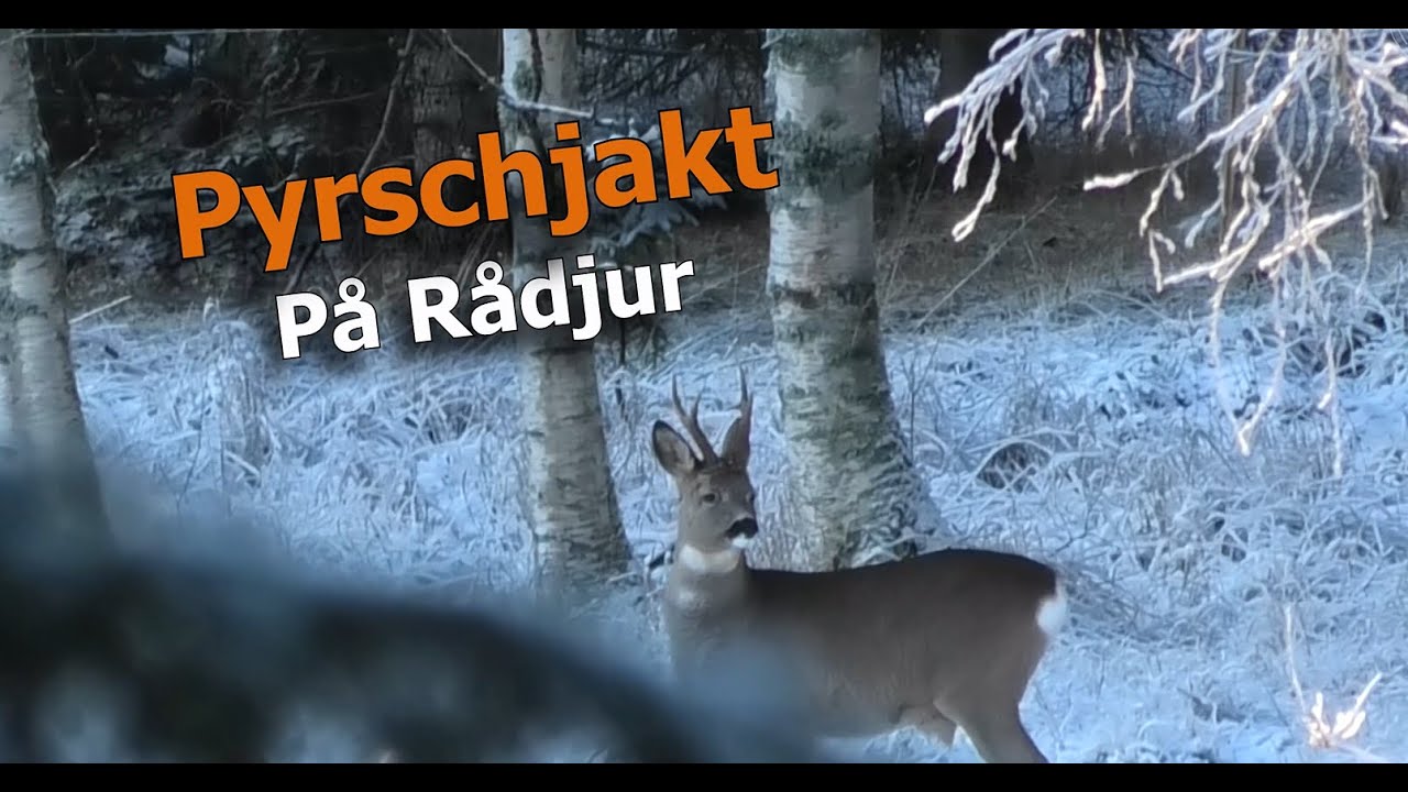 Pyrschjakt p&aring; R&aring;djur | V&auml;sternorrland