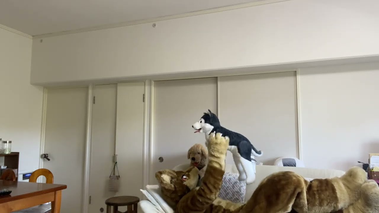 ソファでくつろぐコイドッグ