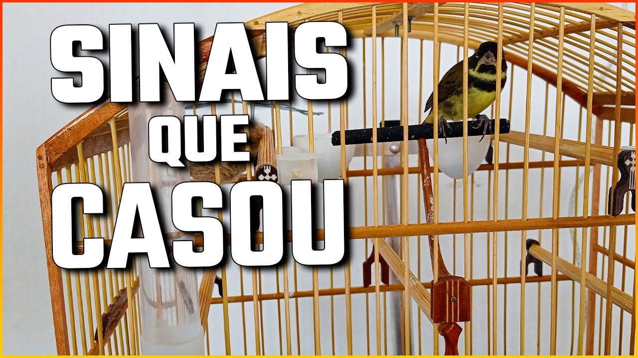 6 SINAIS QUE O COLEIRO CASOU DE VERDADE