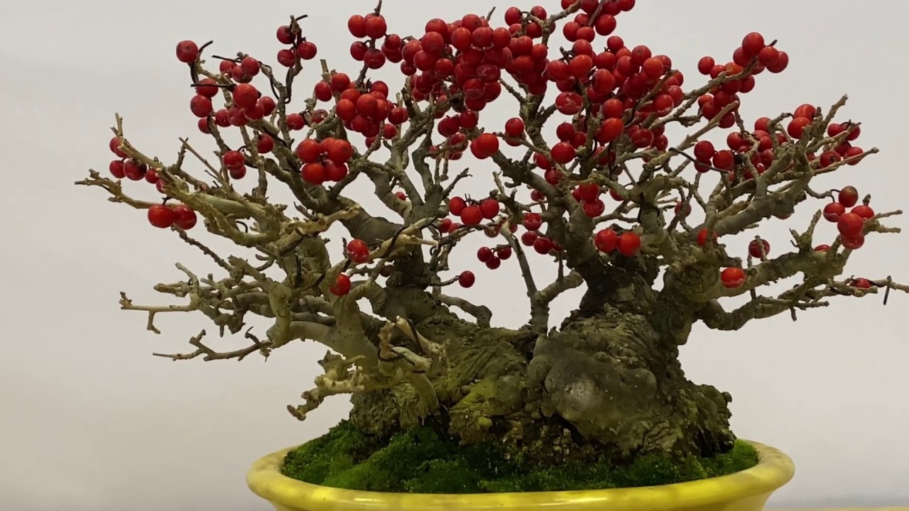 九州雅展　小品盆栽　bonsai exhibition
