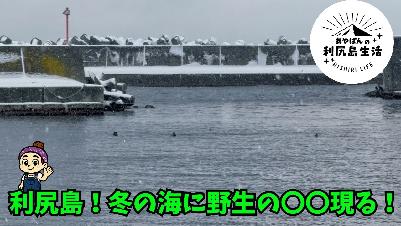 【利尻島】野生動物！冬の海に現る！！
