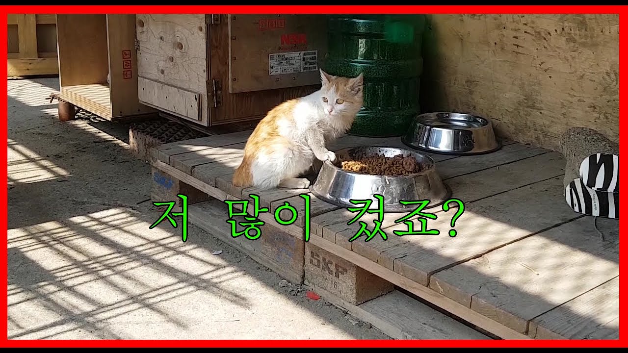 RoadCat(길고양이) 저 많이컸죠?