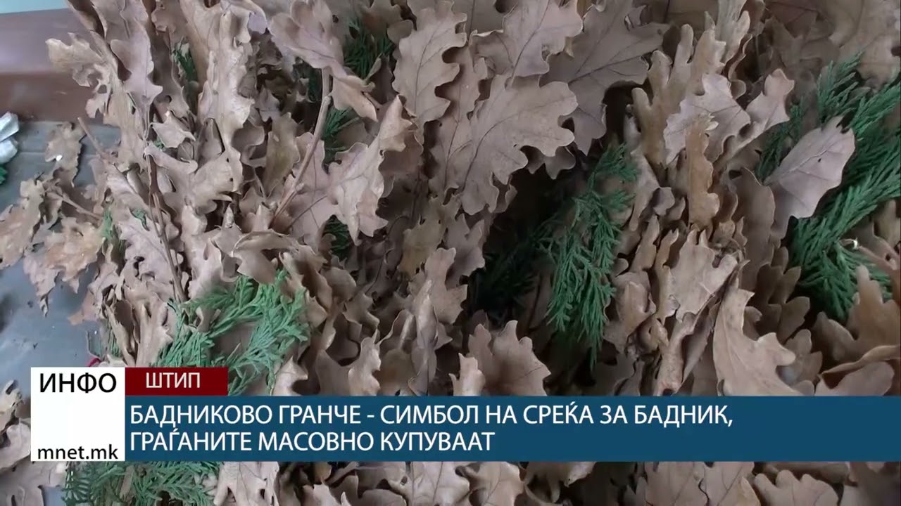 Бадниково гранче - симбол на среќа за Бадник, граѓаните масовно купуваат