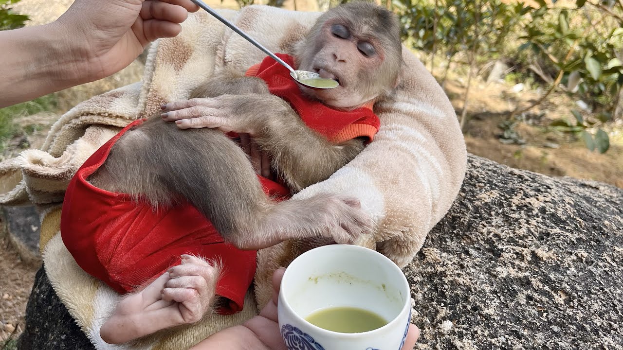 Unbelievable! Dad used folk remedy cure smart monkey Max.