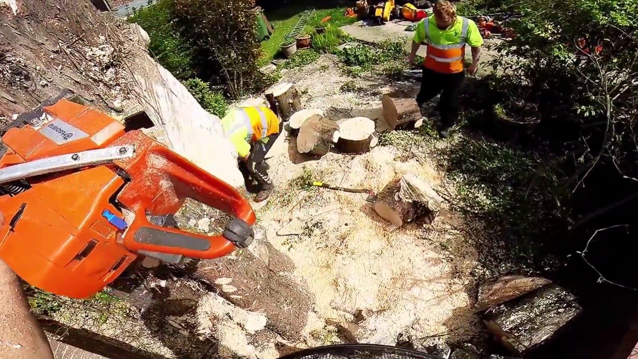 Large Leylandii Stem Removal, Timberline Roe Ltd
