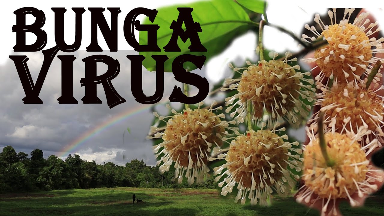 Ketemu Bunga VIRUS Di Hutan