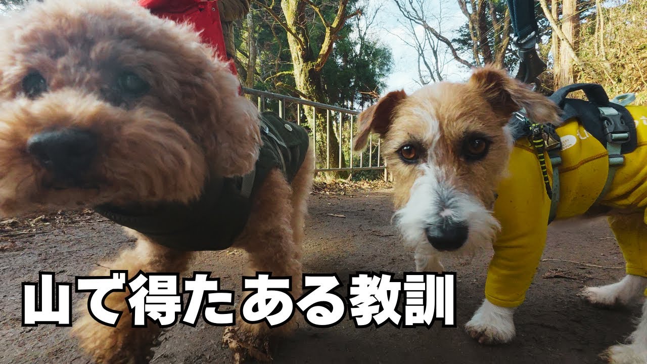 初登りの山頂で出会ったワンちゃんが凄かった【金剛山青崩ルート】