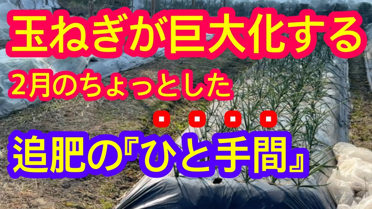 【ほんとコレだけ】玉ねぎを巨大化させる2月の追肥はこのひと手間で決まる！いよいよ、追肥開始ですよ！実際の作業動画。
