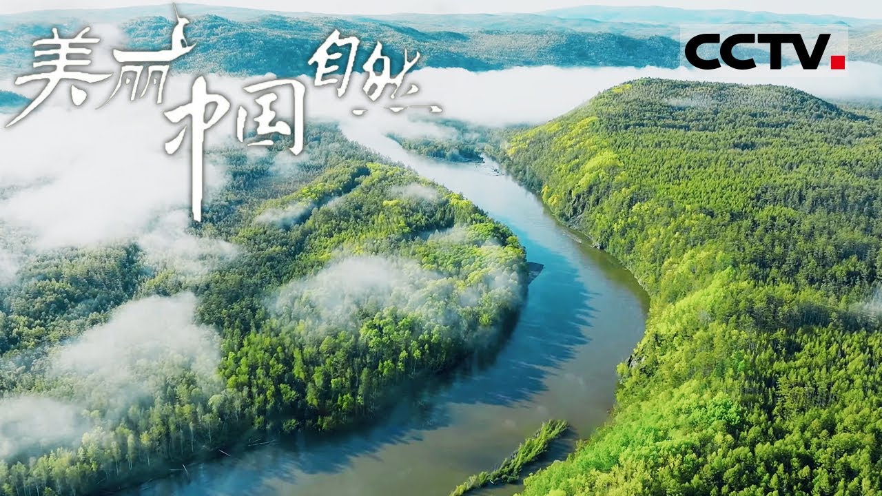 《美丽中国自然》西伯利亚红松：大兴安岭的珍稀林中瑰宝 蒙东系列【CCTV纪录】