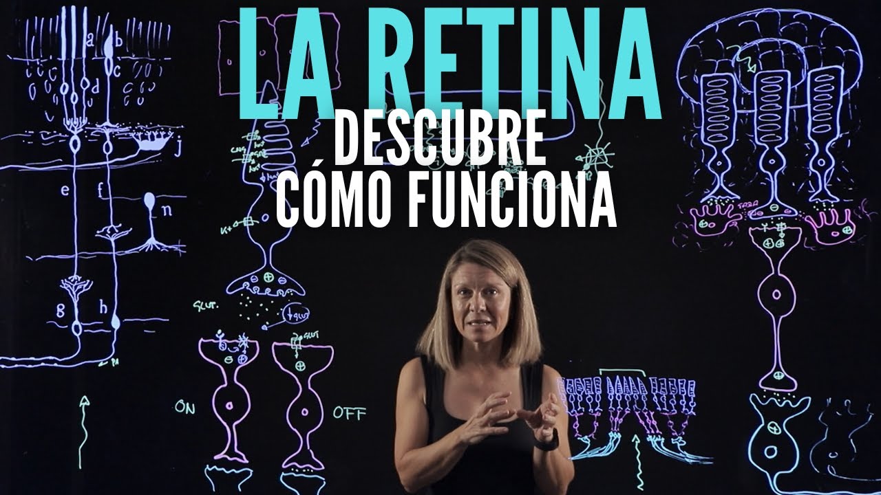 👁TODO sobre la RETINA: fototransducción y campos visuales