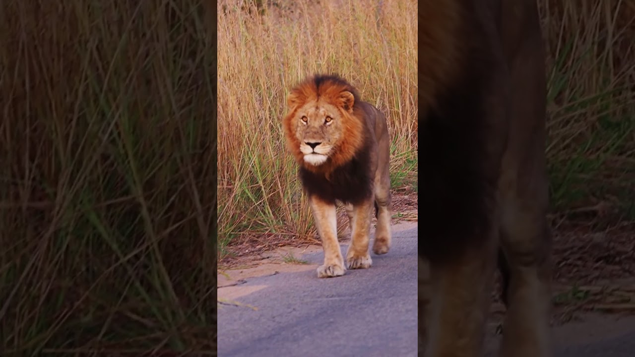 Stare Into the Eyes of a Lion