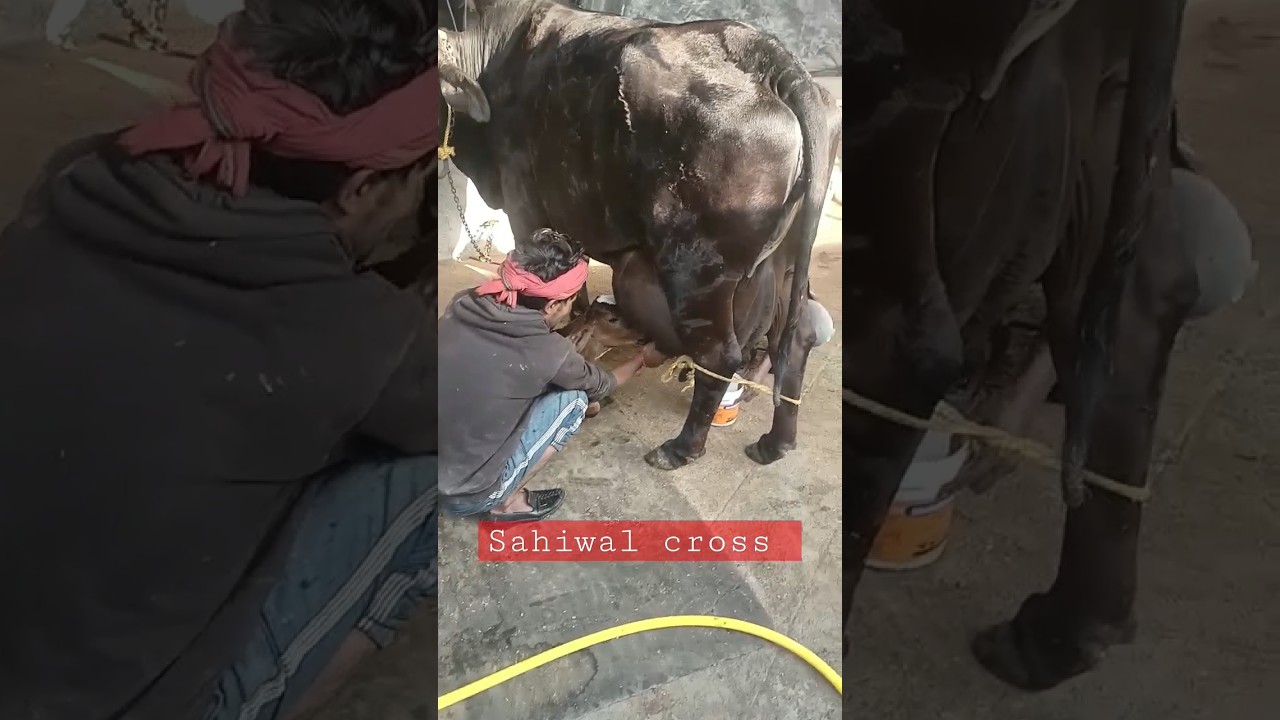 shaiwal cross.. #dairy #framing #sahiwal