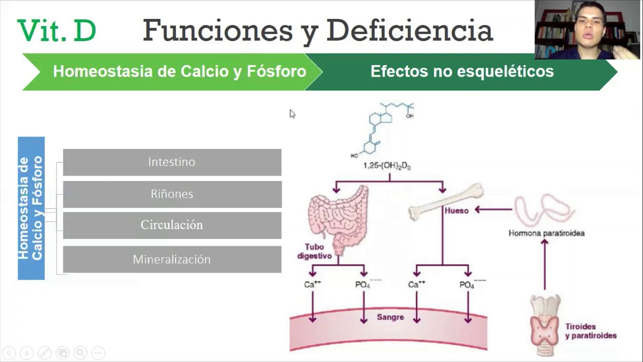 Vitamina D: Funciones, Deficiencia y Toxicidad