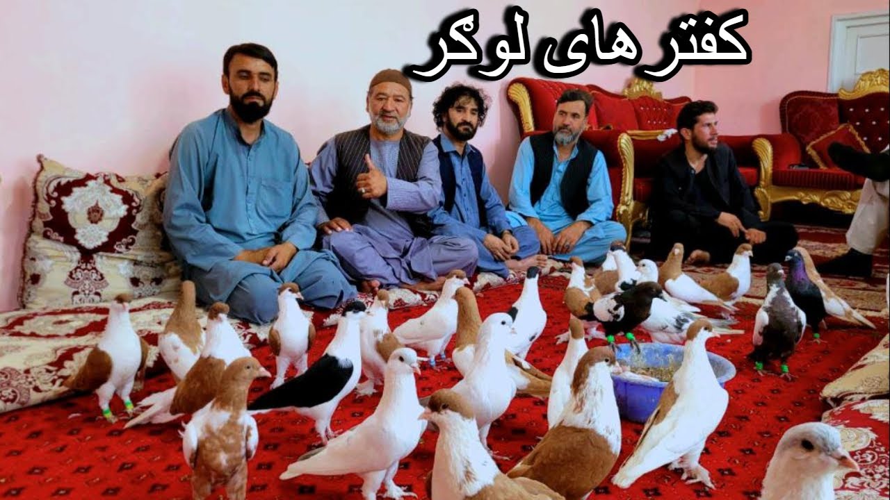 جمع شوقي ها در ولایت لوګر/ کفترهای فروشي ناب و نایاب حاجي صاحب سمیع لوګري/ Afghan Breeders for Sale
