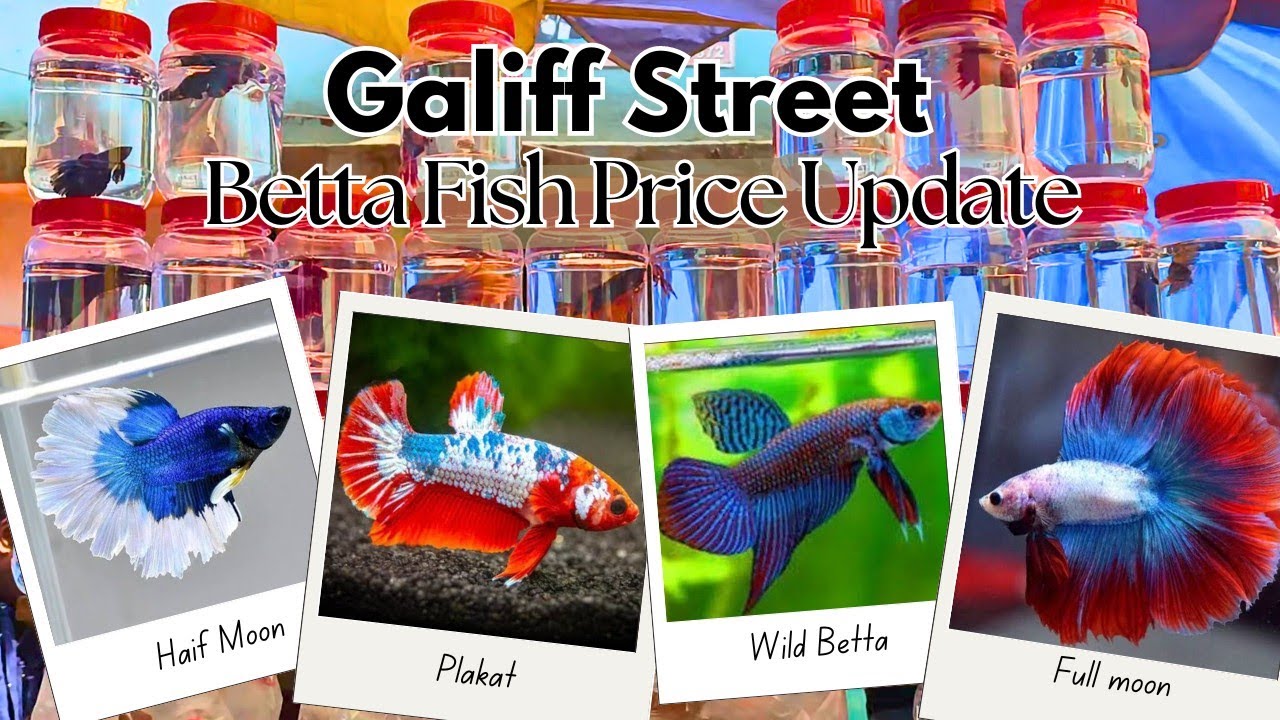 Galiff Street Betta Fish Price Update. #bettafish