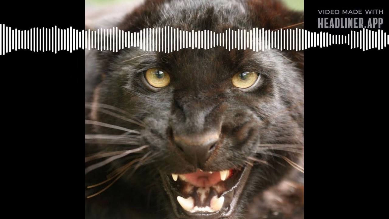 Big Cats on The Loose in Britain ft Rick Minter #25