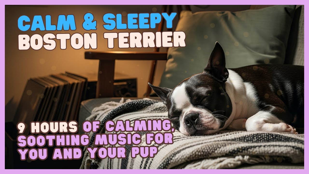 🐶 ☁️ 😌 Gentle Sounds for Calm, Stress & Anxiety Relief for Boston Terriers, &  Humans too