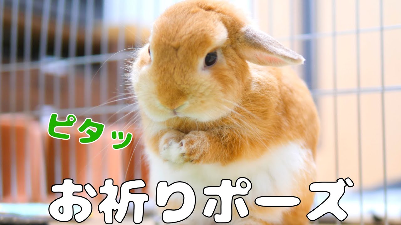 洗顔する仕草がお祈りしているように見えるウサギ【No.213】