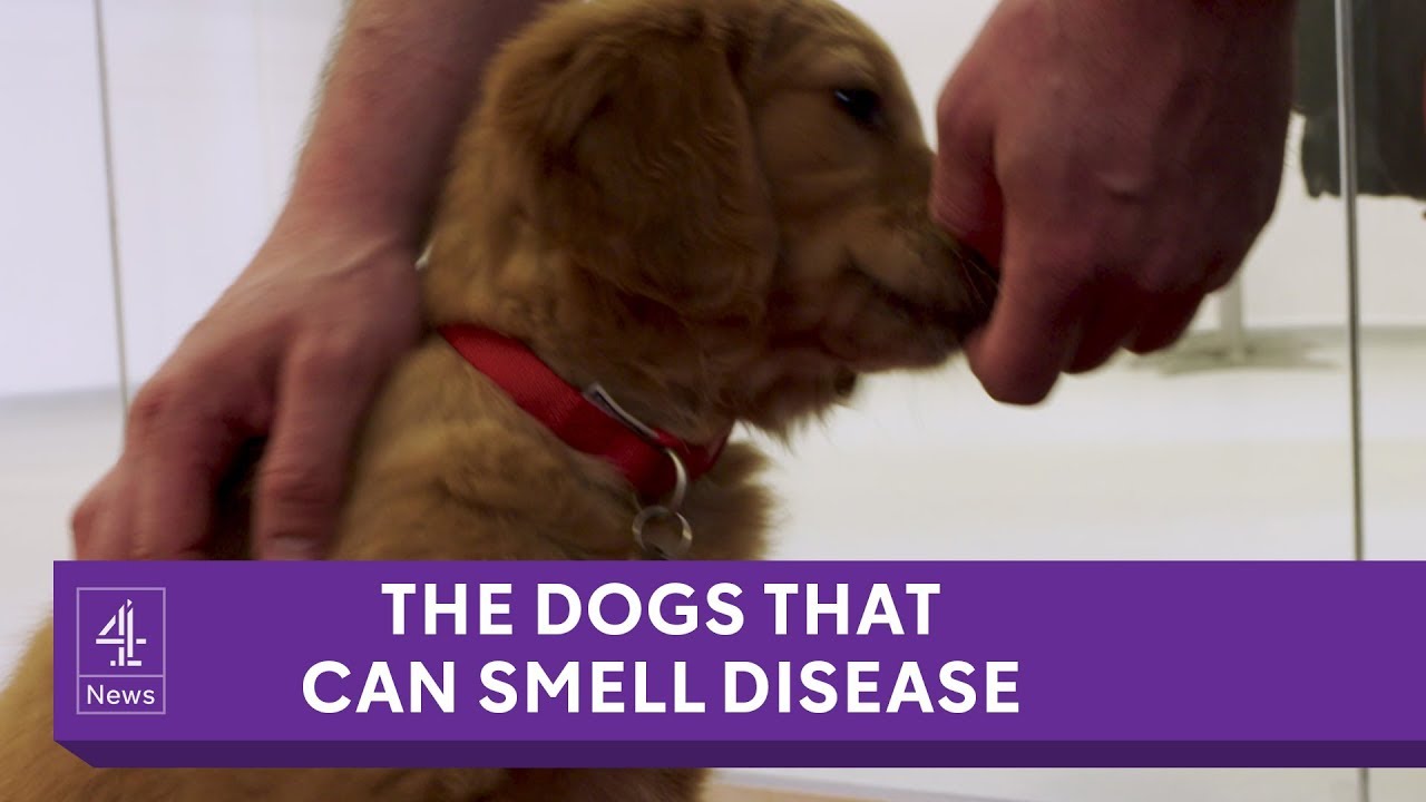 The dogs being trained to smell cancer and disease