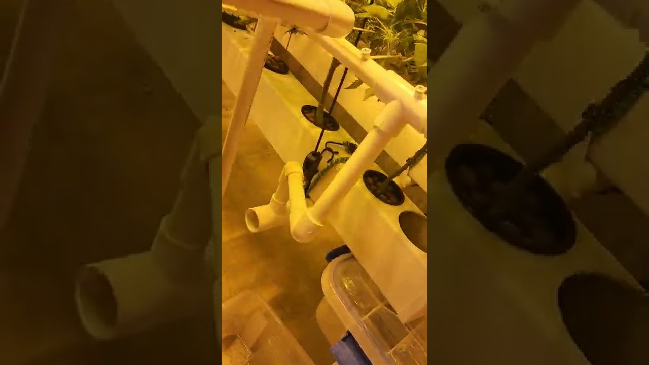 1 week into flowing on the AeroScrog table.
