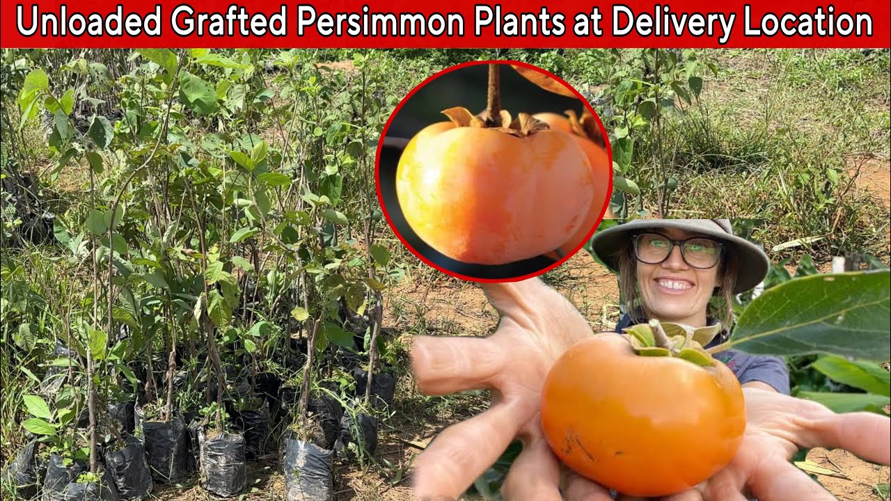 Buy Grafted Persimmon Plants at Cheap Price