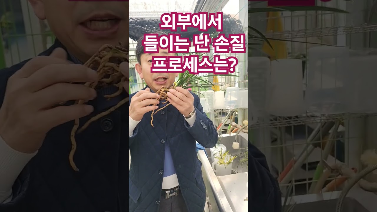 순서~부어서 뿌리 보고ㆍ냄새 맡고 결정ㆍ스포탁 침지ㆍ손질ㆍ심기