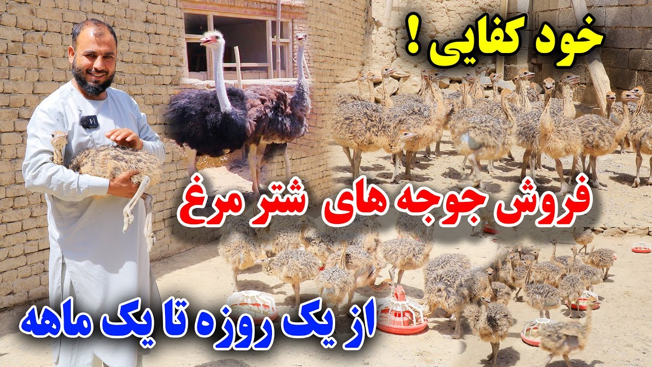 تجارت!فارم شتر مرغ با درآمد میلیونی عجله کنید خود را صاحب کار بسازید 150 کیلو یک شتر مرغ