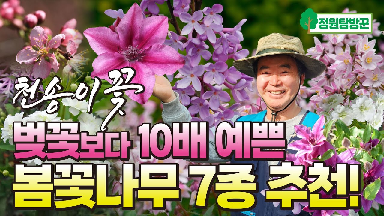 천송이 다년생 봄꽃나무 7종 추천! 키우기 쉽고 병충해도 강한 정원수로 매년 꽃잔치 하세요~