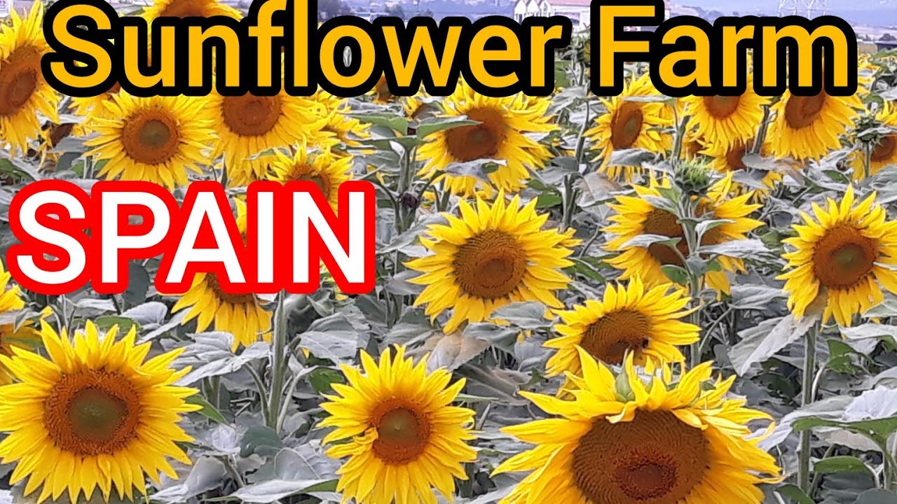 SUN Flowers Farm in SPAIN Part 1 #youtube #sunflower #agriculture @Apna Channel