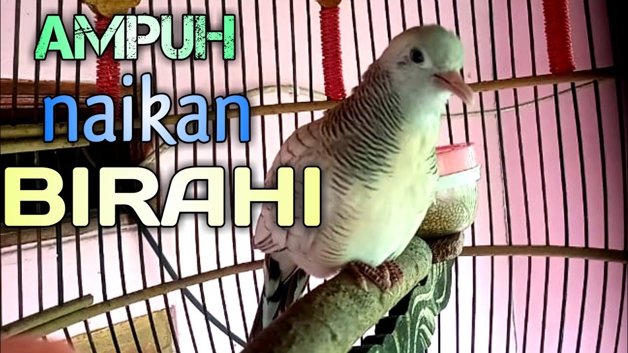 perkutut silver gacor jadi pancingan semua jenis perkutut 101% AMPUH BANGET