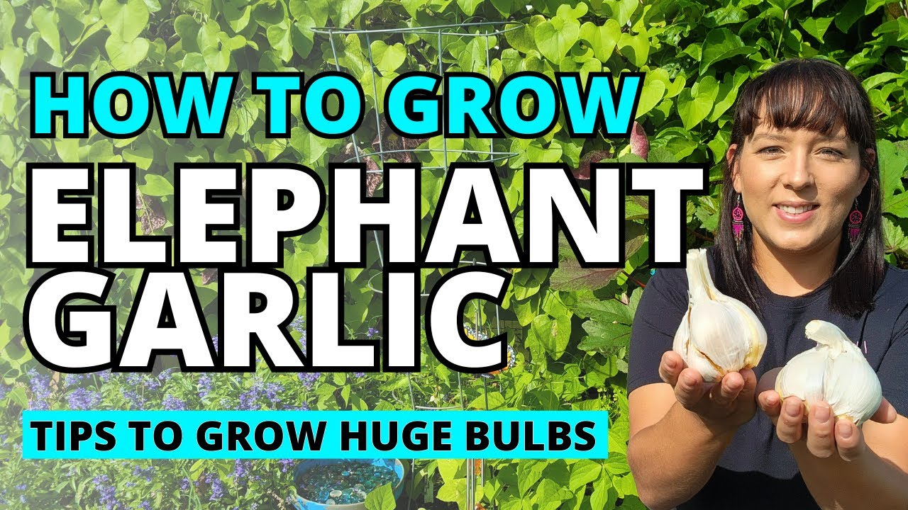 Elephant Garlic: Guide To Planting & Growing HUGE Garlic Bulbs #garlic #garden #vegetablegarden