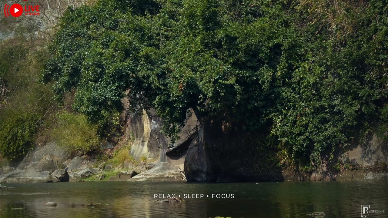 Calm River Beneath the Green Canopy 🌿 Nature’s Quiet Escape