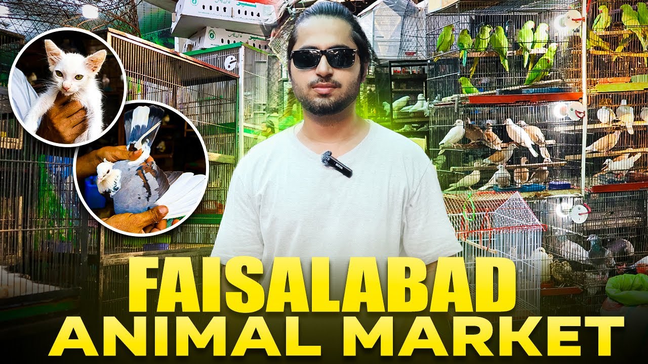 Biggest Animal Market of Faisalabad | Birds Market of Jhang Bazar Faisalabad | Hanan Films