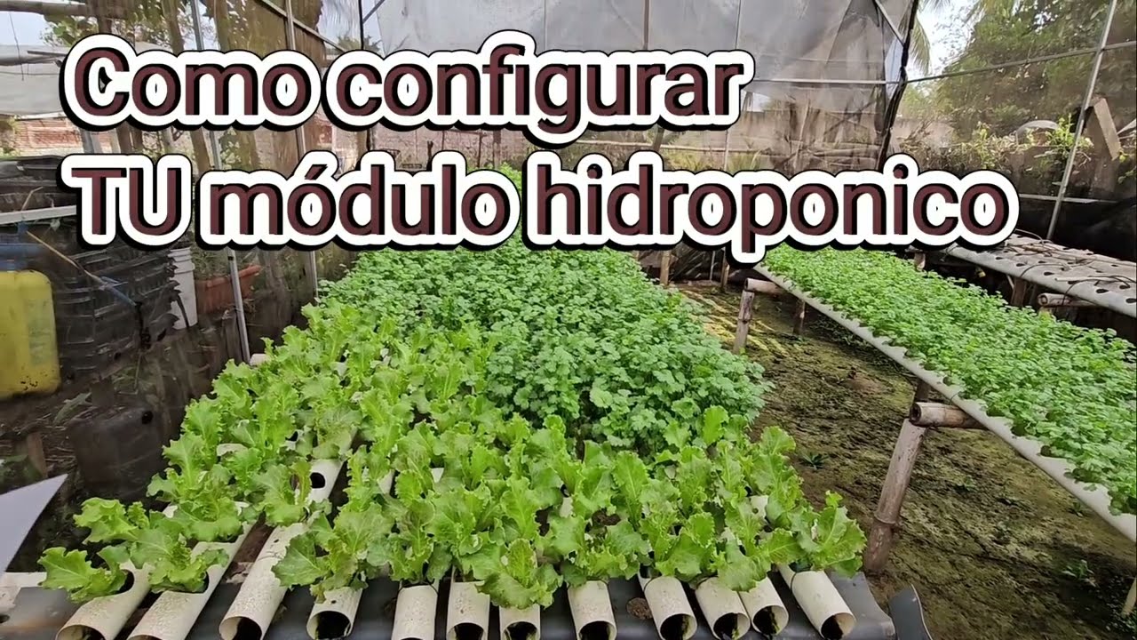 Todo lo que debes saber antes de iniciar en la hidropónia AHORRA MUCHO DINERO