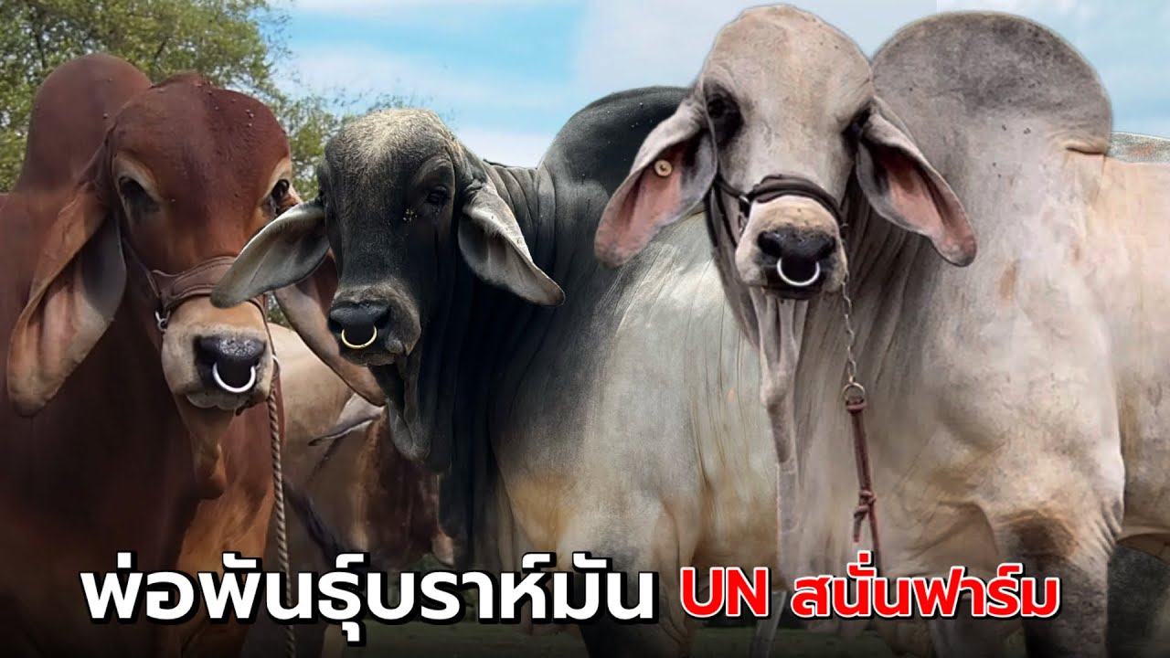 พาชมพ่อพันธุ์ล่าสุด ทั้ง 4 ตัว และ แม่ๆ ที่ UN สนั่นฟาร์ม จ.อุทัยธานี