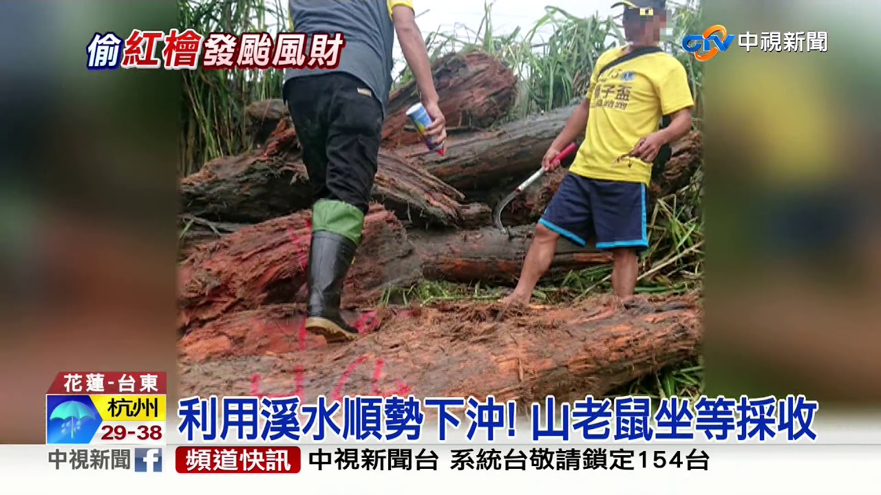 颱風走了山老鼠到 偷珍貴紅檜遭活逮│中視新聞 20190826