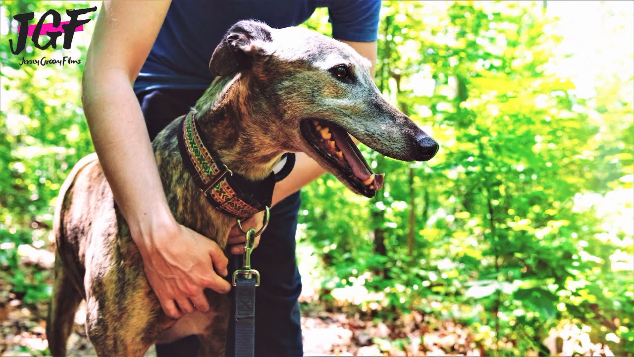 Greyhounds Born To Run - Greyhounds energy - Episode 28